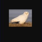 white owl bird watching app